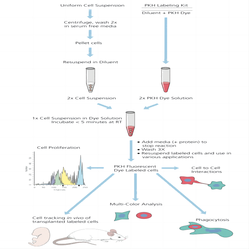 PKH26红色荧光细胞链接试剂盒
