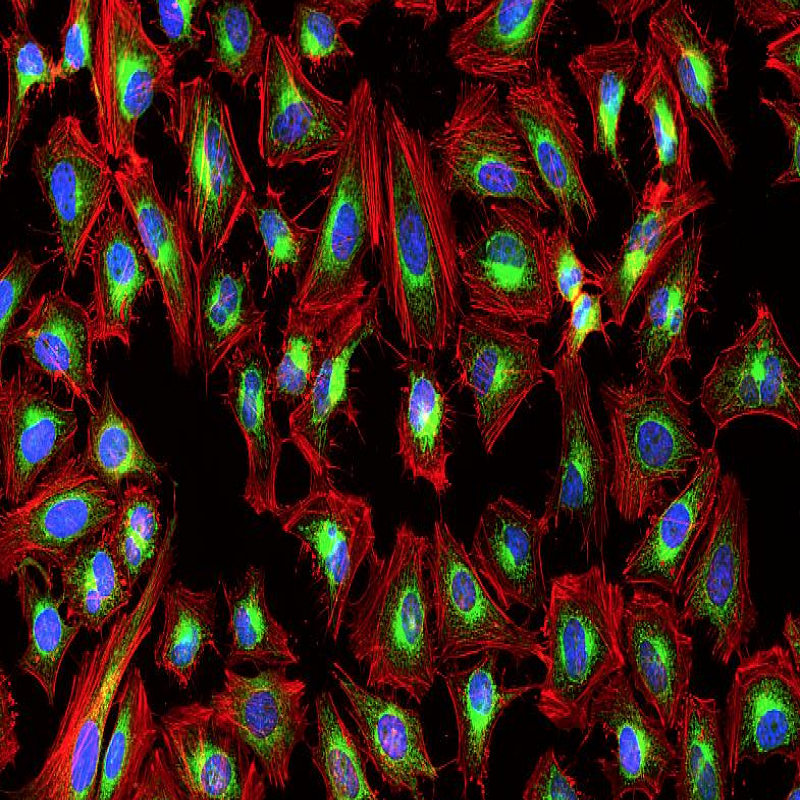 TRITC Phalloidin标记鬼笔环肽